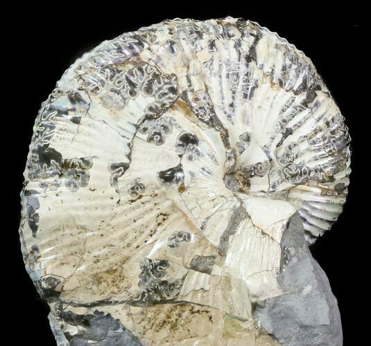 Hoploscaphites Brevis Ammonite - South Dakota #43938